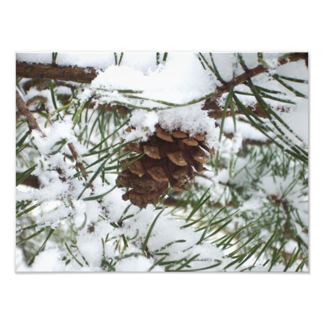 Snowy Pine Cone I Winter Nature Fotografy Fotodruck (Vorne)