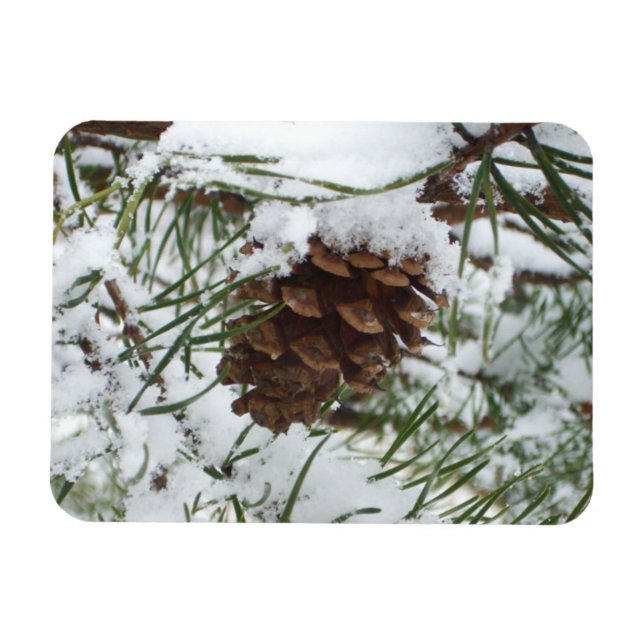 Snowy Pine Cone I Winter Nature Fotografy Magnet (Horizontal)