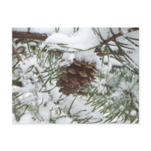 Snowy Pine Cone I Winter Nature Fotografy