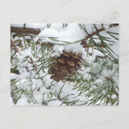 Snowy Pine Cone I Winter Nature Fotografy Postkarte