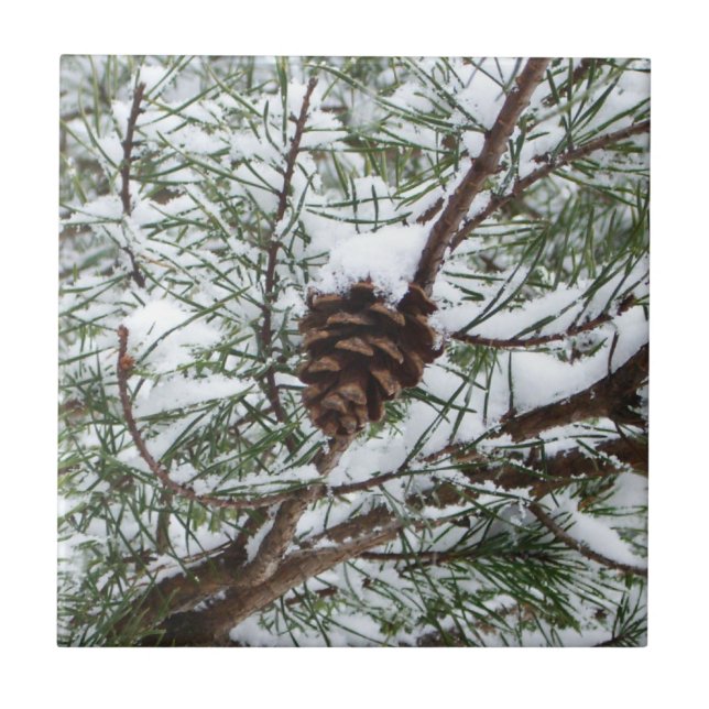Snowy Pine Cone II Winterlandfotografie Fliese (Vorderseite)