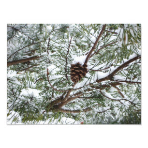 Snowy Pine Cone II Winterlandfotografie Fotodruck