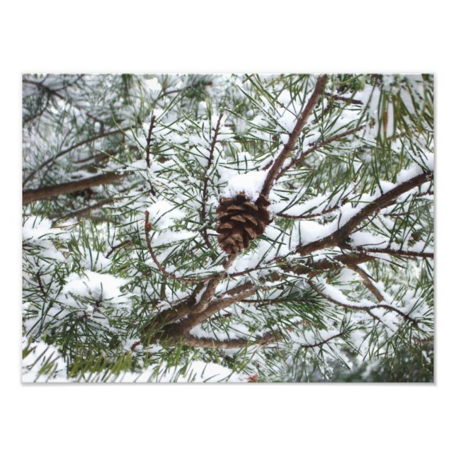 Snowy Pine Cone II Winterlandfotografie Fotodruck (Vorne)