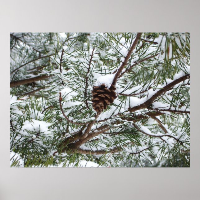 Snowy Pine Cone II Winterlandfotografie Poster (Vorne)