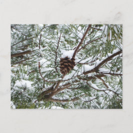 Snowy Pine Cone II Winterlandfotografie Postkarte