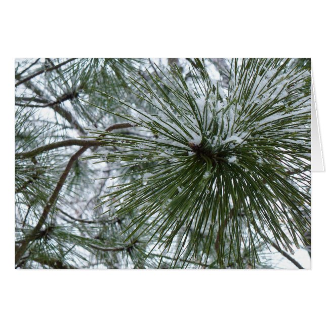 Snowy Pine Needles Winter Nature Fotografy (Vorderseite (Horizontal))