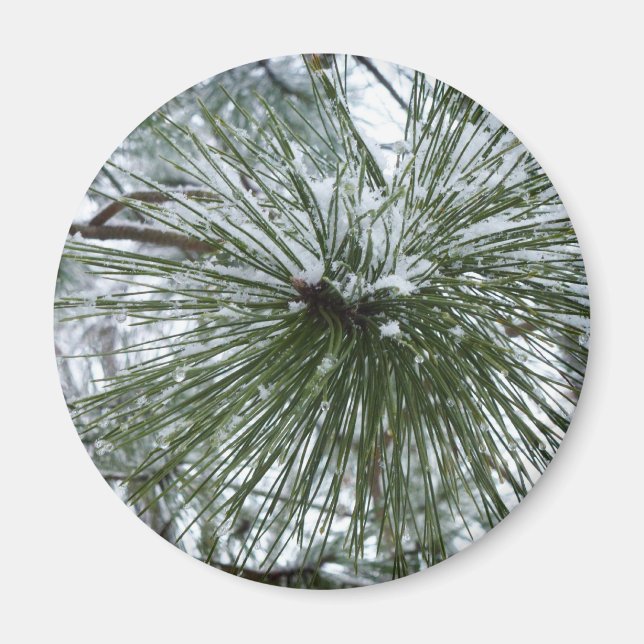 Snowy Pine Needles Winter Nature Fotografy Magnet (Vorne)