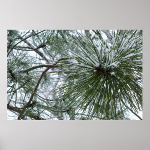 Snowy Pine Needles Winter Nature Fotografy Poster