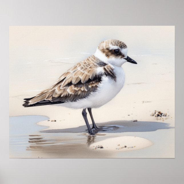 Snowy Plover Bird Art Print Poster (Vorne)