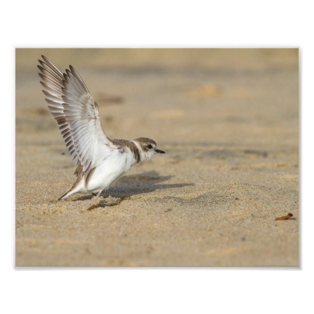 Snowy Plover Stretch Fotodruck (Vorne)
