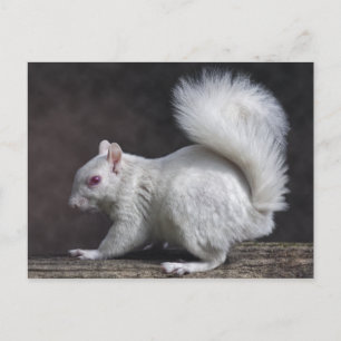 Snowy Postcard Postkarte