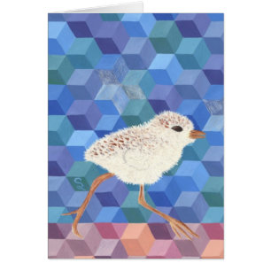 Snowy-Regenpfeifer-Küken