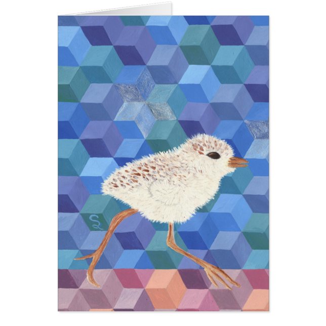 Snowy-Regenpfeifer-Küken (Vorne)