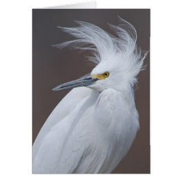 Snowy-Reiher (Egretta thula)