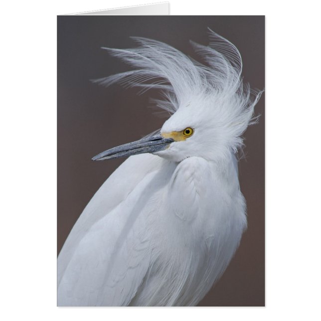 Snowy-Reiher (Egretta thula) (Vorne)