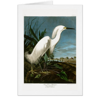 Snowy-Reiher-weiße Reiher Audubon Vögel von
