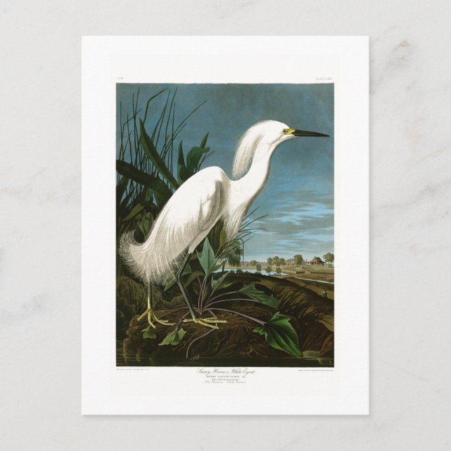 Snowy-Reiher-weiße Reiher Audubon Vögel von Postkarte (Vorderseite)