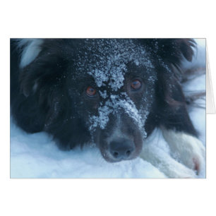 Snowy stellte Grenzcollie-niedliche Hundekarte