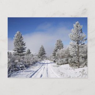 Snowy Track and Pine Trees, Cambrians, in der Nähe Postkarte