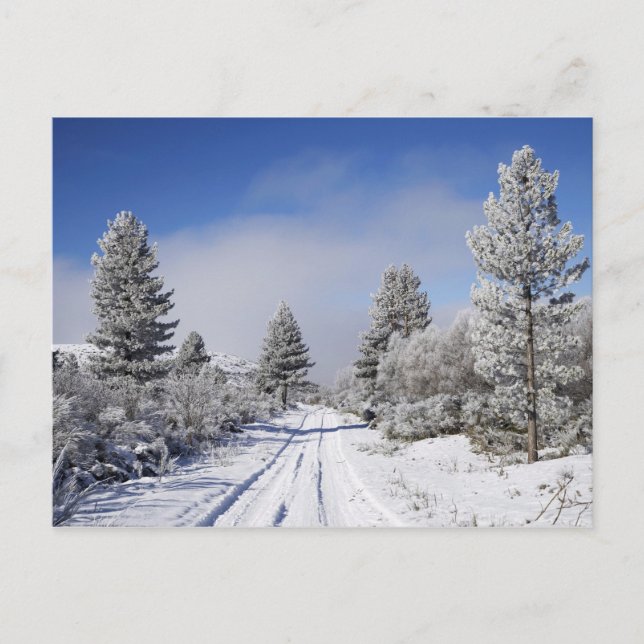 Snowy Track and Pine Trees, Cambrians, in der Nähe Postkarte (Vorderseite)
