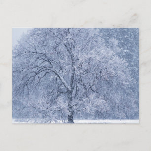 Snowy Tree Winter Frozen Szene Postkarte