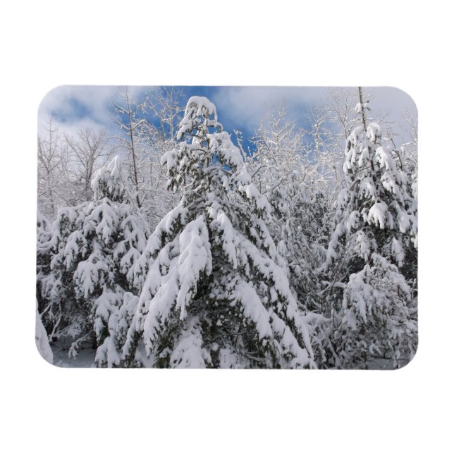 Snowy Trees Magnet (Horizontal)