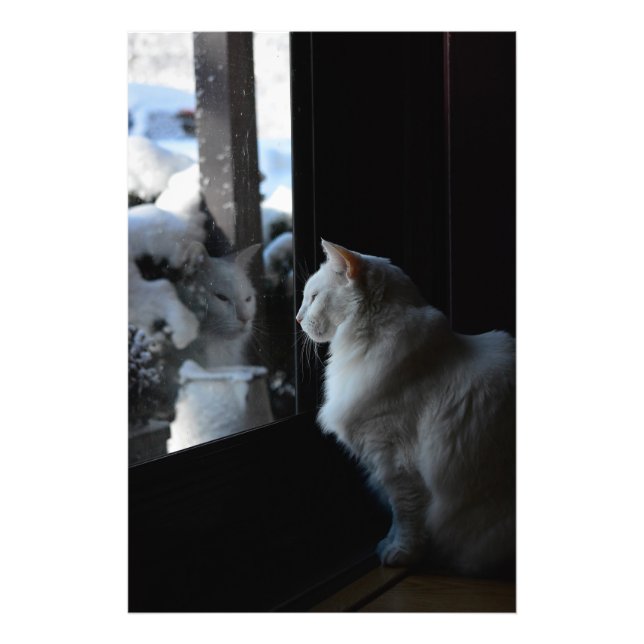 Snowy White Kitty Fotodruck (Vorne)