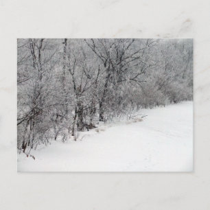 Snowy Woods Postcard Postkarte