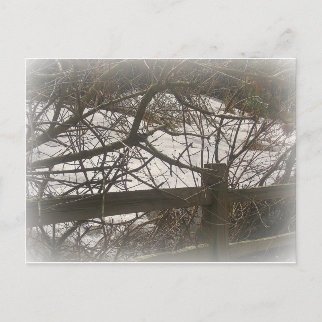 Snowy Woods Postkarte (Vorderseite)