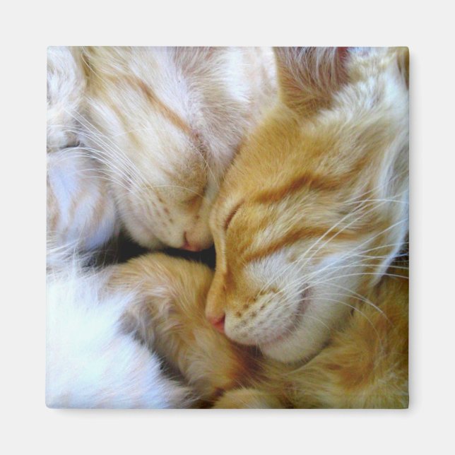Snugggle Kittens Magnet (Vorne)