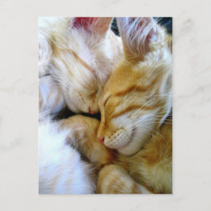 Snugggle Kittens Postcard Postkarte