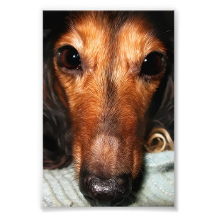 Snuggle hört den Mackenzie ab Fotodruck