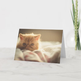 Snuggley Persian Kitts Karte