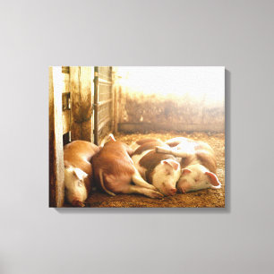 Snuggling Schweine Getty Bild- Leinwanddruck