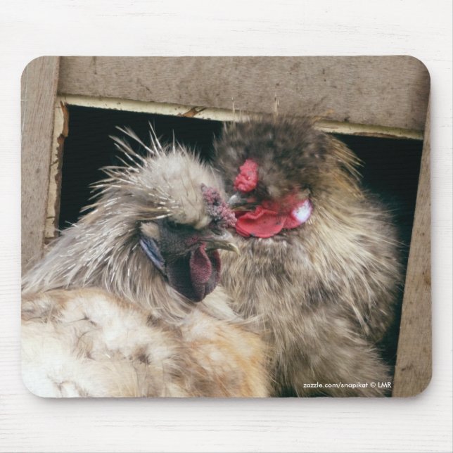 Snuggling Silkie Huhn-Hennen - Geflügel Mousepad (Vorne)