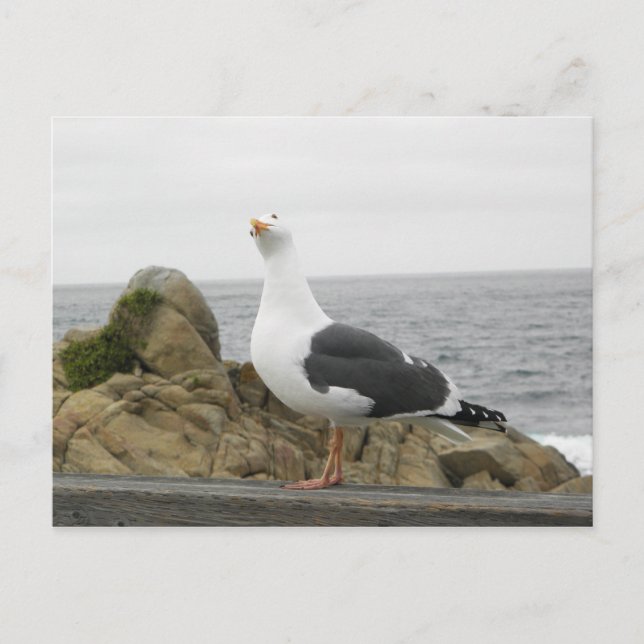 So Funny Tilhead Seagull Postkarte (Vorderseite)