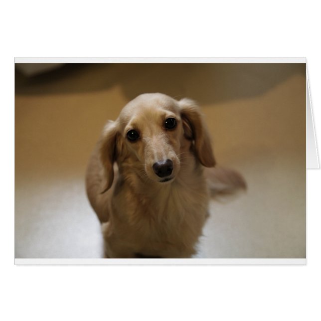 So Niedlich Dachschund Puppy (Vorderseite (Horizontal))