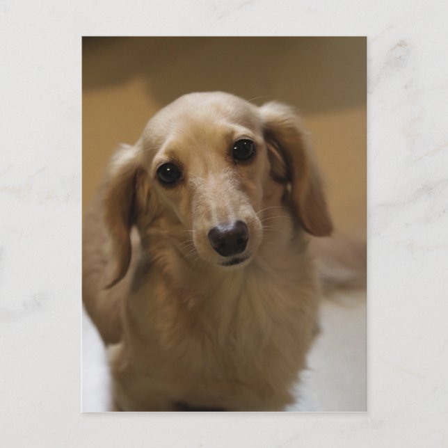 So Niedlich Dachschund Puppy Postkarte (Vorderseite)