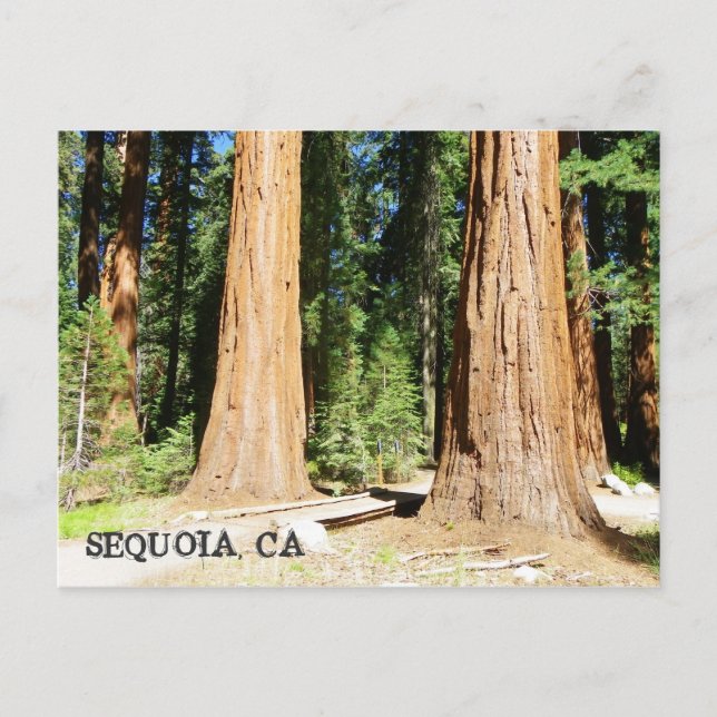 So schön Sequoia Postcard! Postkarte (Vorderseite)