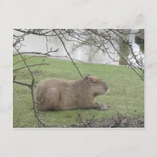 So süß der Riesennnager Postkarte
