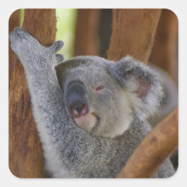 So Sweet Koala Bärenaufkleber Quadratischer Aufkleber