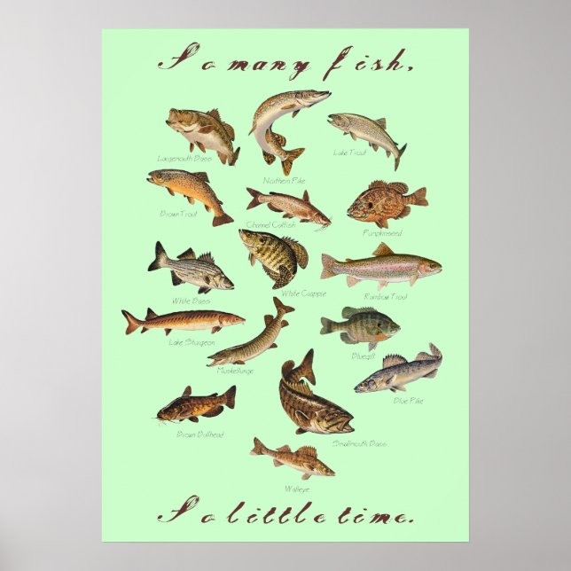 So viele Fische, so wenig Zeit Poster (Vorne)