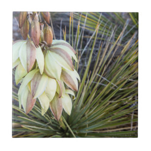 Soaptree-Yucca-Blume im oberen Missouri Fliese