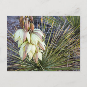 Soaptree Yucca-Blume im Oberen Missouri Postkarte