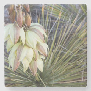 Soaptree-Yucca-Blume im oberen Missouri Steinuntersetzer