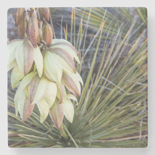 Soaptree-Yucca-Blume im oberen Missouri Steinuntersetzer (Vorderseite)