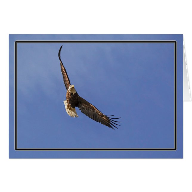 Soaring Bald Eagle (Vorderseite (Horizontal))