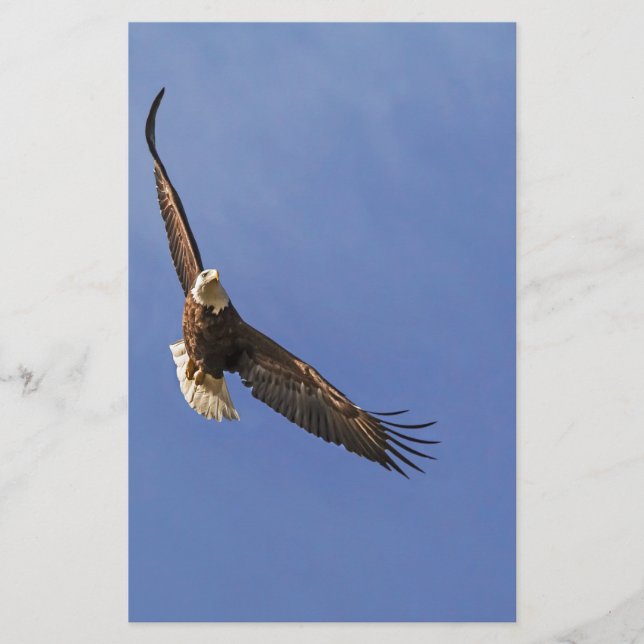 Soaring Bald Eagle Briefpapier (Vorderseite)