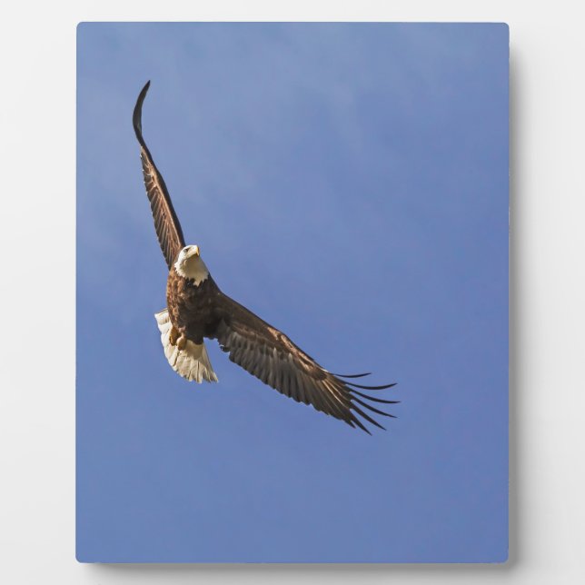 Soaring Bald Eagle Fotoplatte (Vorderseite)