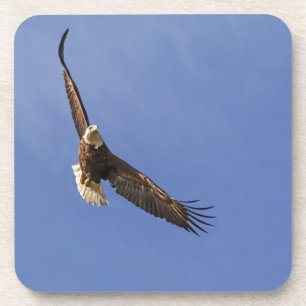 Soaring Bald Eagle Getränkeuntersetzer